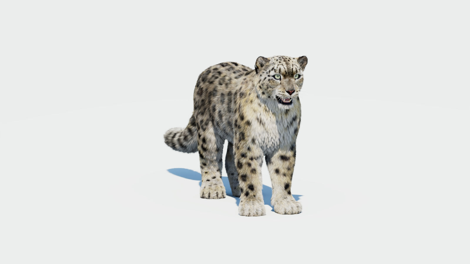 Snow Leopard 3D Model with Fur 360° view 1 frame 35