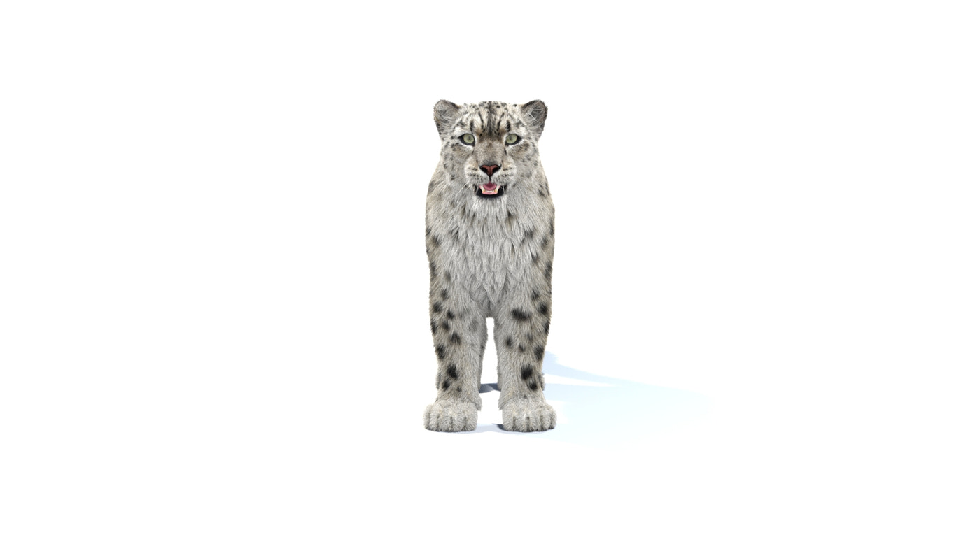 Rigged Snow Leopard 3D Model Fur - 360 Degree View