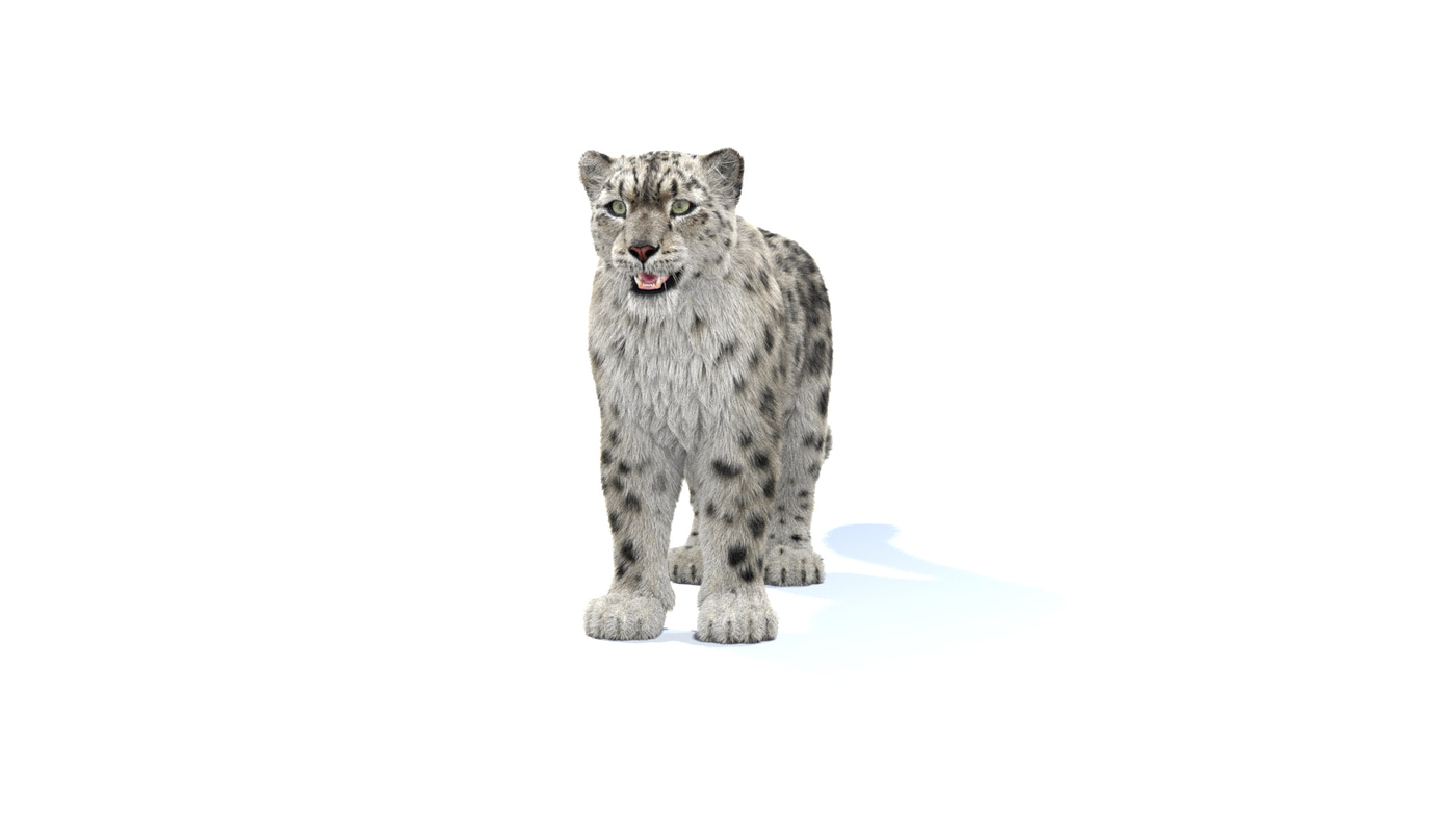 Rigged Snow Leopard 3D Model Fur - 360 Degree View