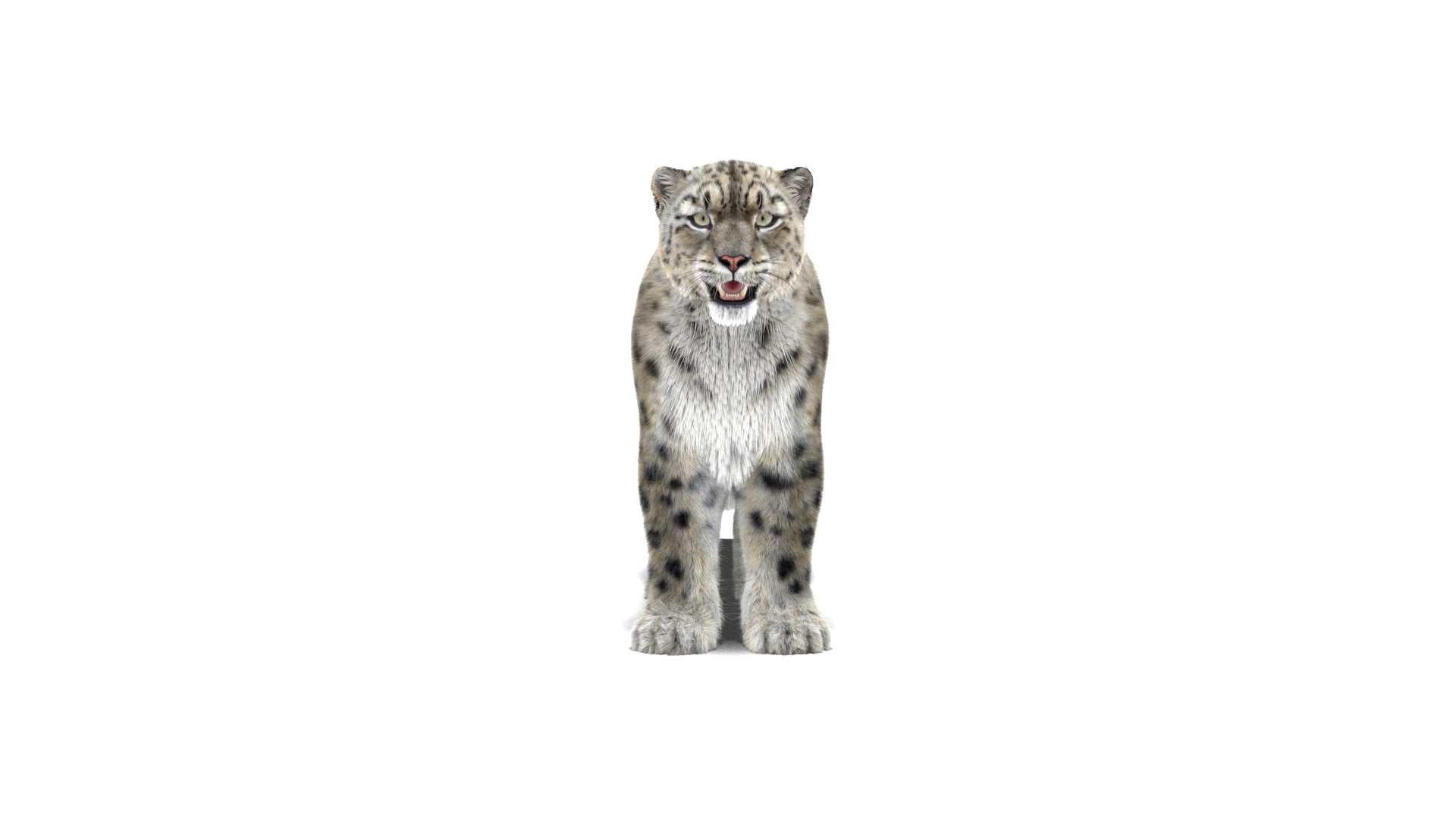 Snow Leopard 3D Model Fur Maya - 360 Degree View