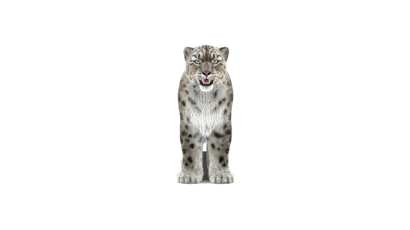 Snow Leopard 3D Model Fur Maya - 360 Degree View