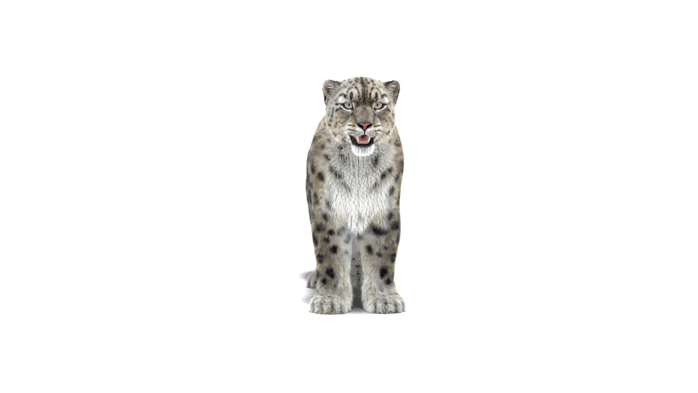 Snow Leopard 3D Model Fur Maya - 360 Degree View