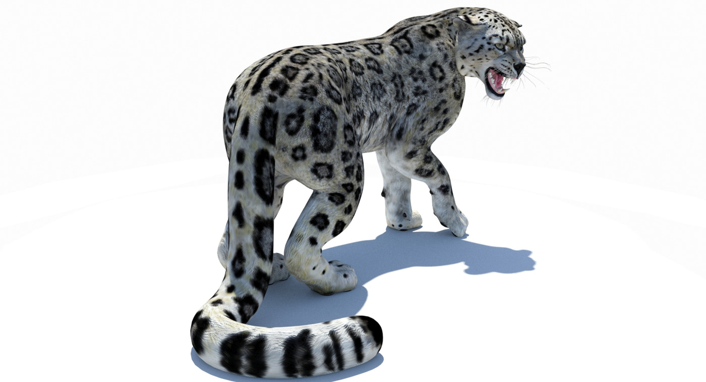 Snow Leopard 3D Model Rigged - 360 Degree View