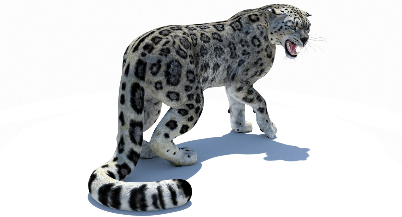 Snow Leopard 3D Model Rigged - 360 Degree View