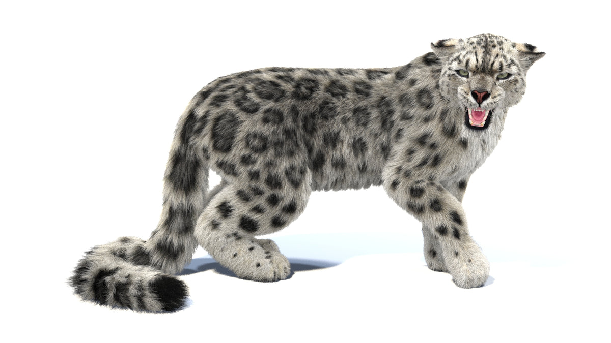 Snow Leopard 3D Model with Cat Motion Rigging and Hair and Fur
