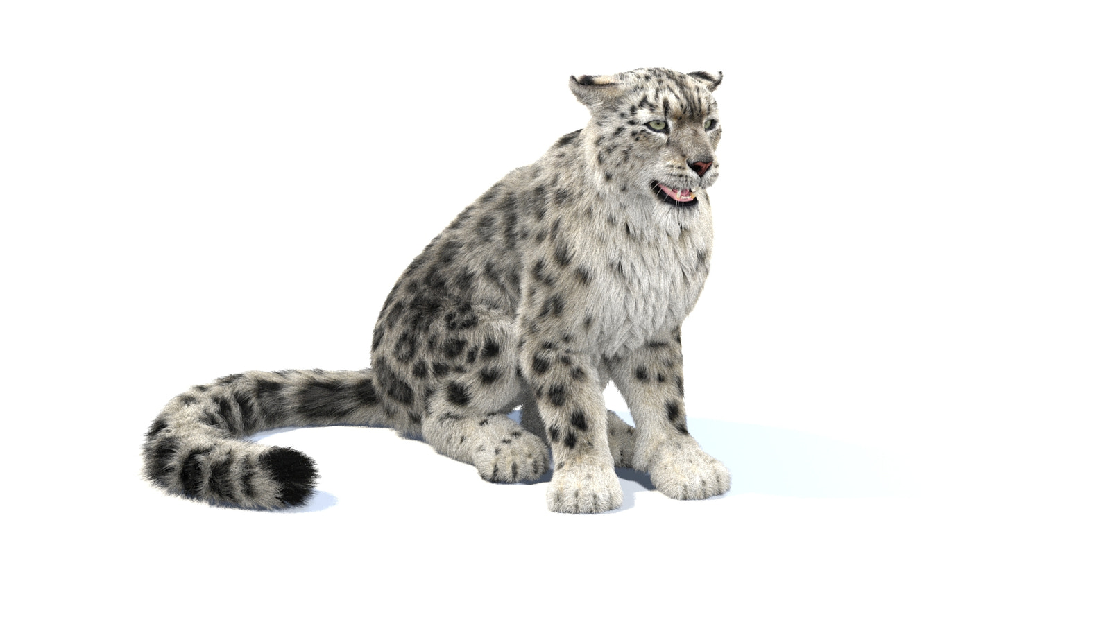 Rigged Snow Leopard 3D Model with Fur Sitting