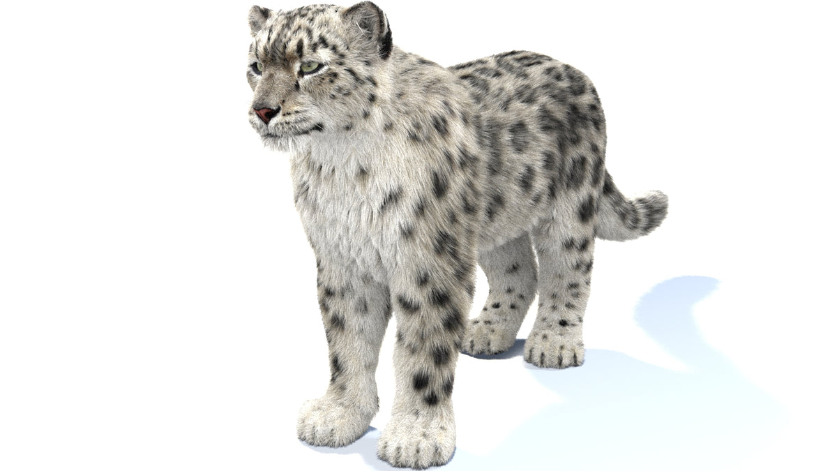 Rigged Snow Leopard 3D Model with Fur