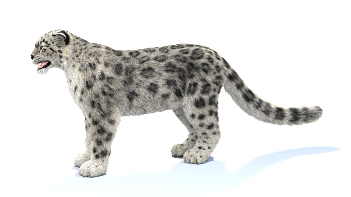 Rigged Snow Leopard 3D Model with Fur