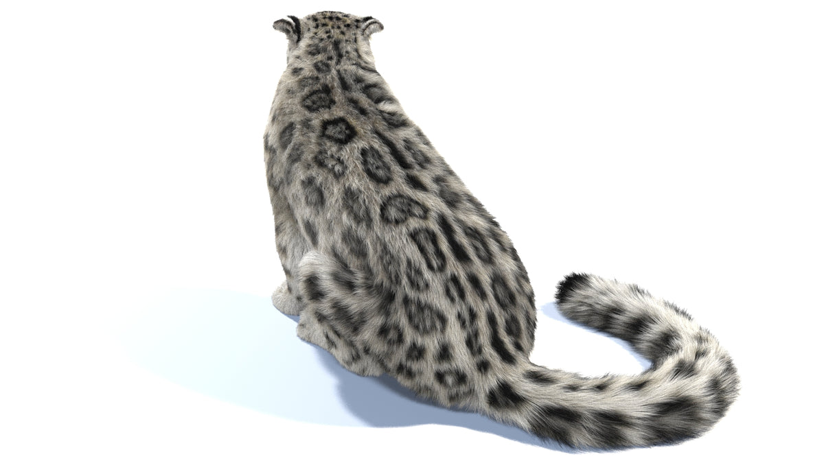 Rigged Snow Leopard 3D Model with Fur