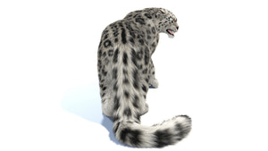 Rigged Snow Leopard 3D Model with Fur Thumbnail