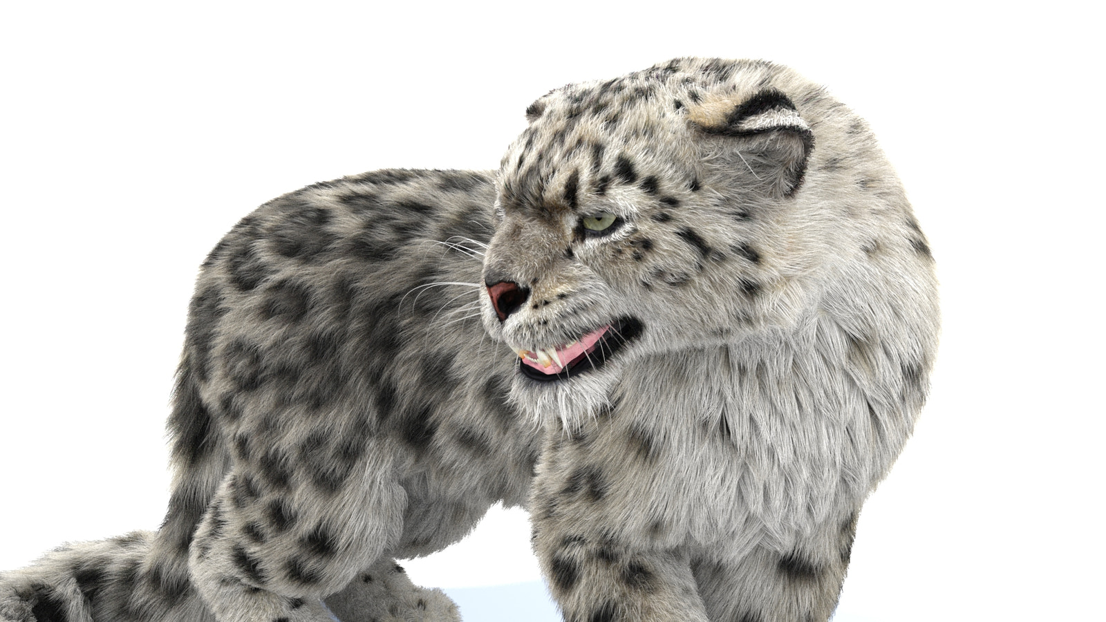 Rigged Snow Leopard 3D Model with Fur