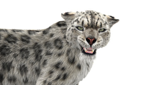 Rigged Snow Leopard 3D Model with Fur Thumbnail