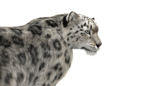 Rigged Snow Leopard 3D Model with Fur Thumbnail