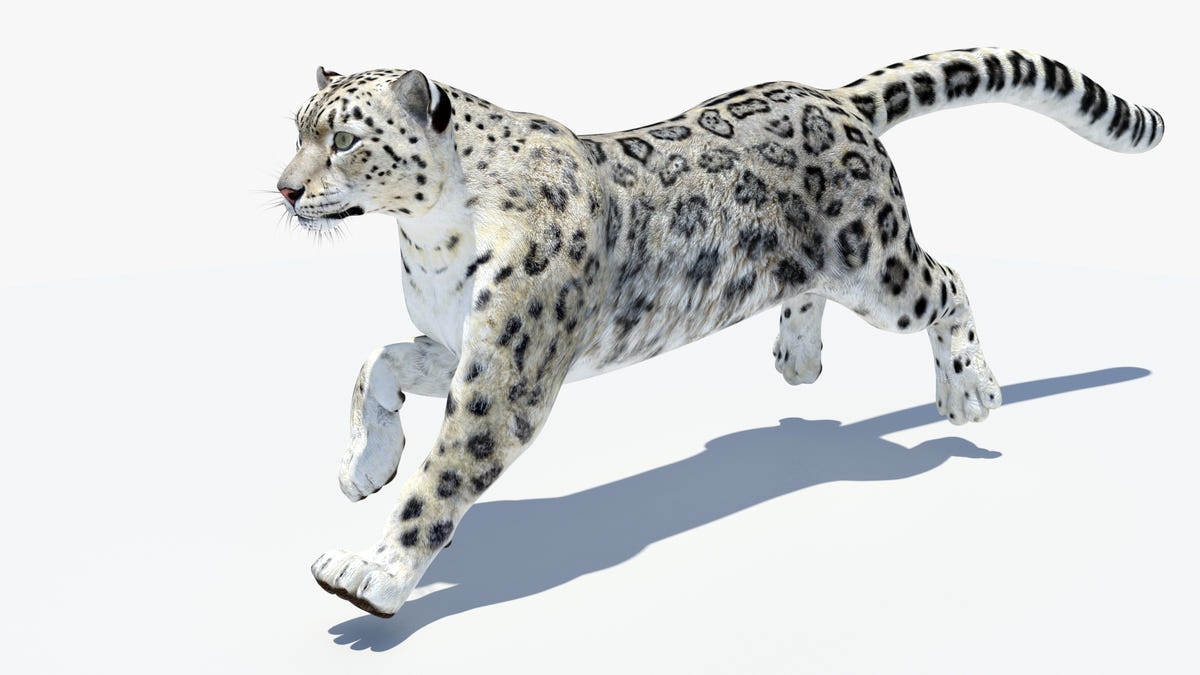 Animated Snow Leopard 3D Model - Game-Ready - 360 Degree View