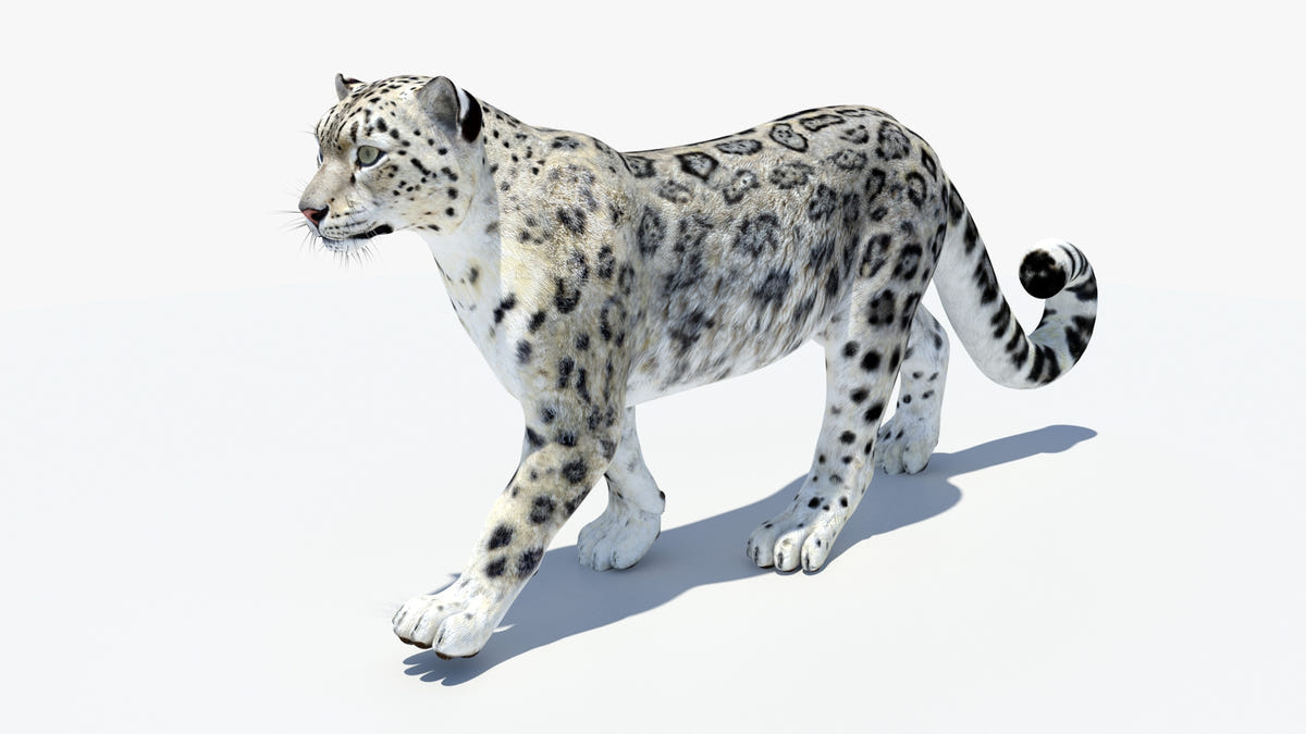 Animated Snow Leopard 3D Model - Game-Ready - 360 Degree View