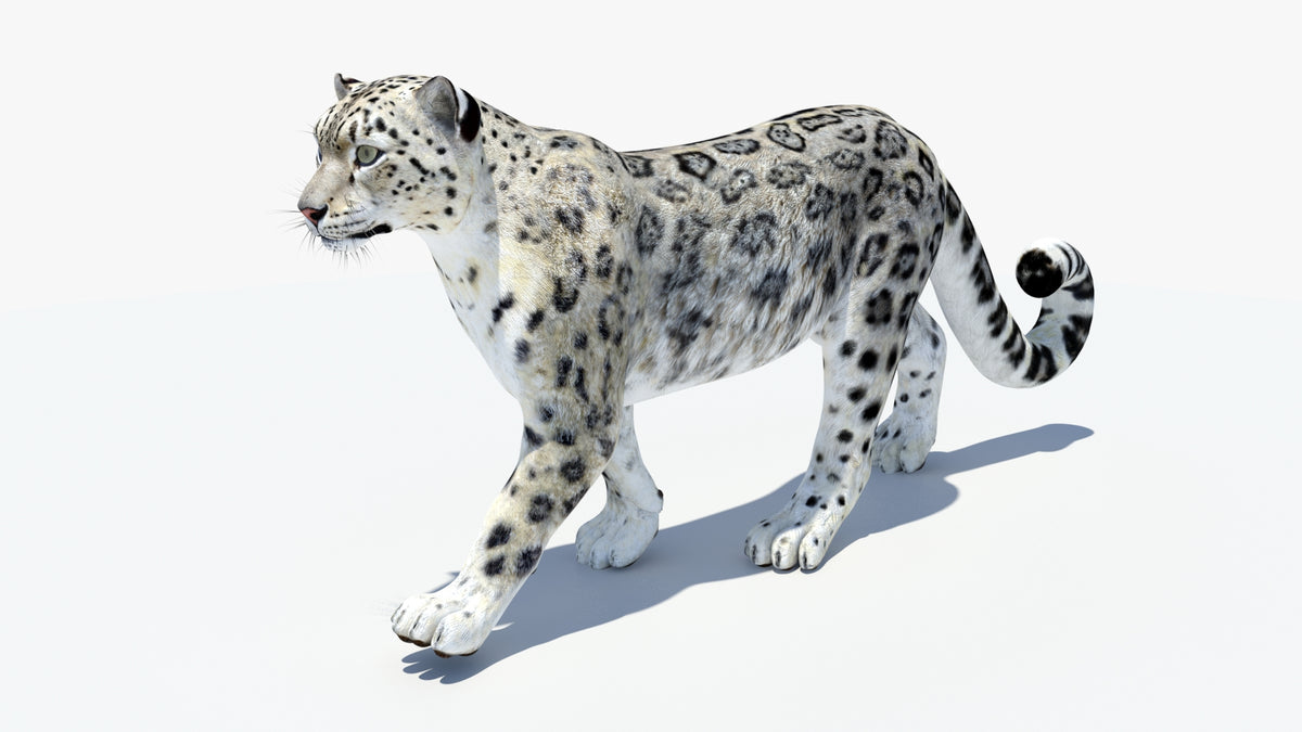 Animated Snow Leopard 3D Model - Game-Ready - 360 Degree View