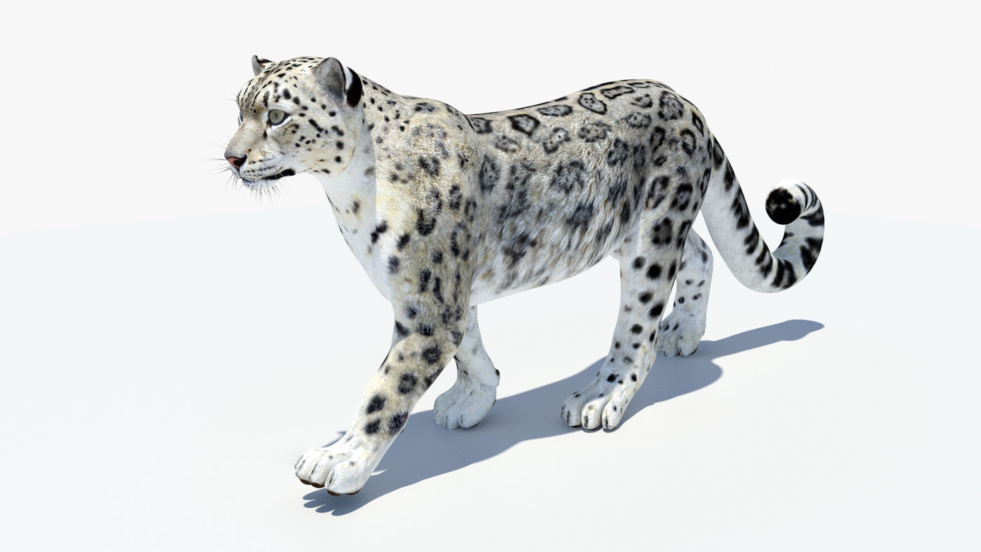 Animated Snow Leopard 3D Model - 360 Degree View