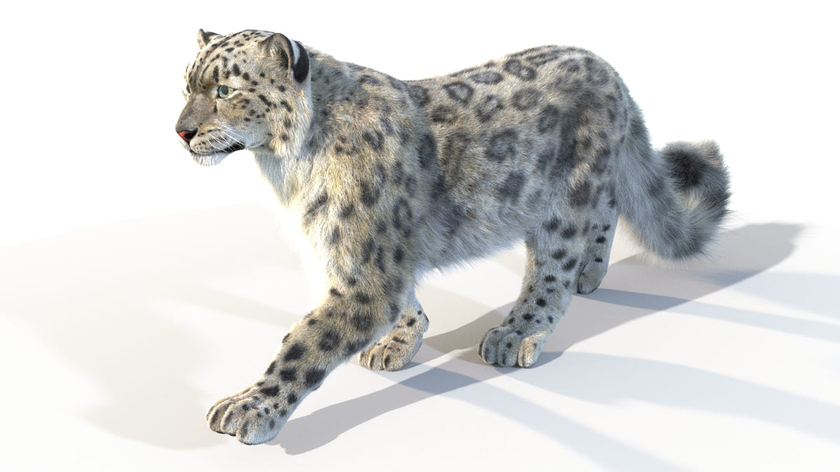 Animated Snow Leopard 3D Model - Hair and Fur - 360 Degree View