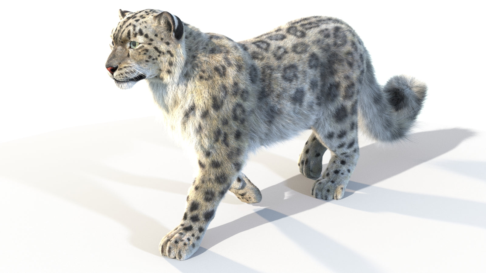 Animated Snow Leopard 3D Model Fur 360° view 4 frame 10