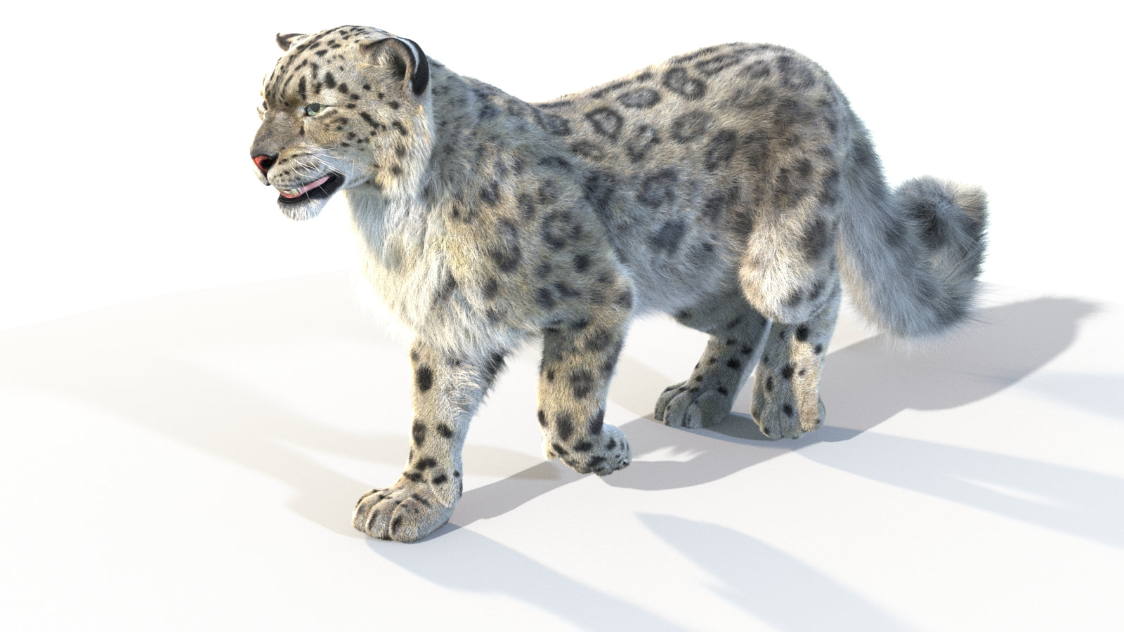 Animated Snow Leopard 3D Model Fur 360° view 4 frame 36