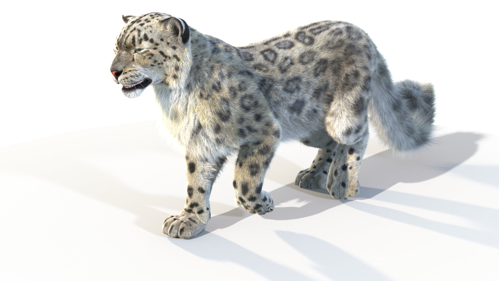 Animated Snow Leopard 3D Model Fur 360° view 4 frame 37