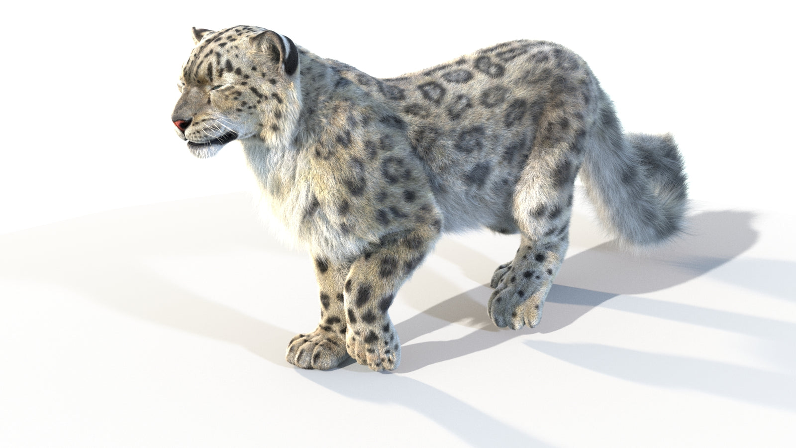 Animated Snow Leopard 3D Model Fur 360° view 4 frame 40