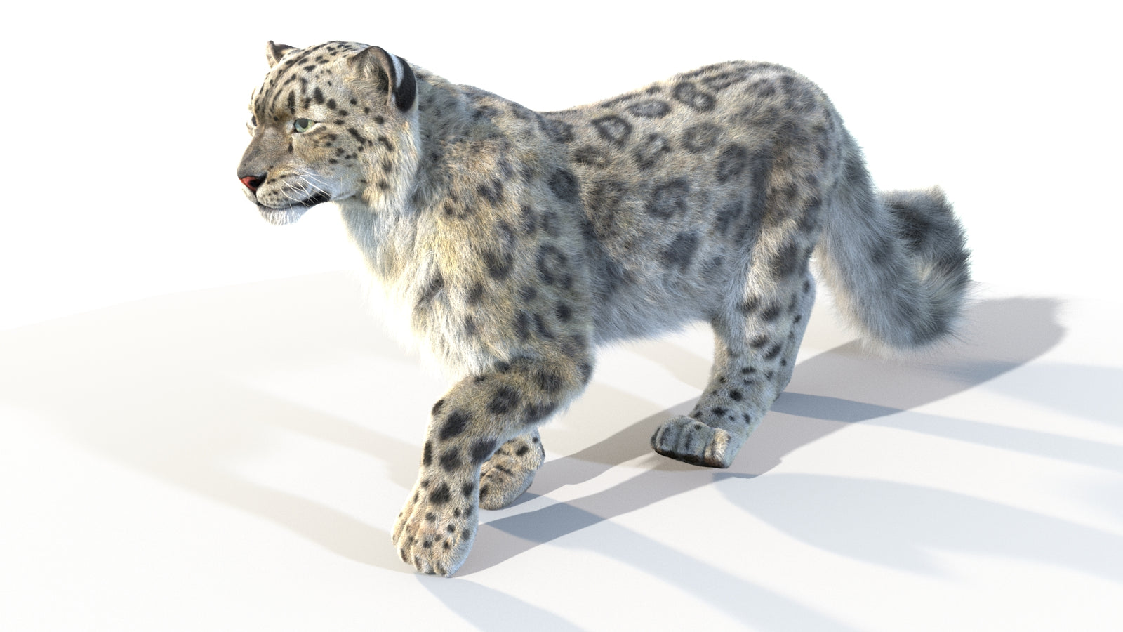 Animated Snow Leopard 3D Model Fur 360° view 4 frame 43