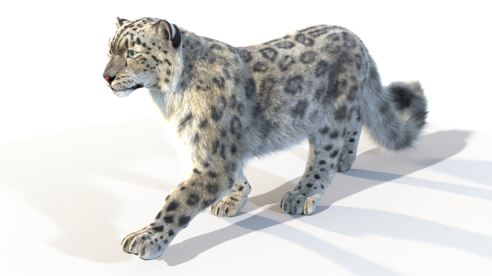 Animated Snow Leopard 3D Model Fur 360° view 4 frame 46