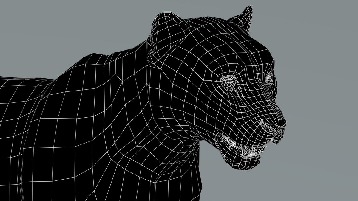 Snow Leopard 3D Model Head Close Up  Wireframe View: Subdivision Level 0