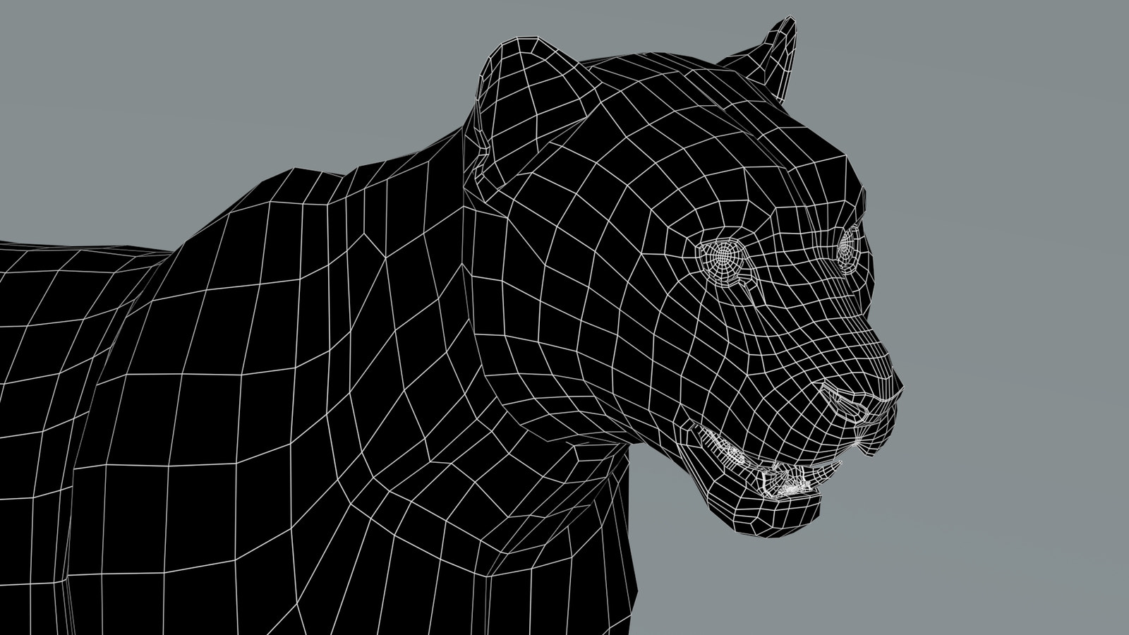 Snow Leopard 3D Model Head Close Up  Wireframe View: Subdivision Level 0