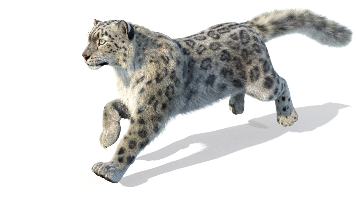 Animated Snow Leopard 3D Model - Hair and Fur - 360 Degree View