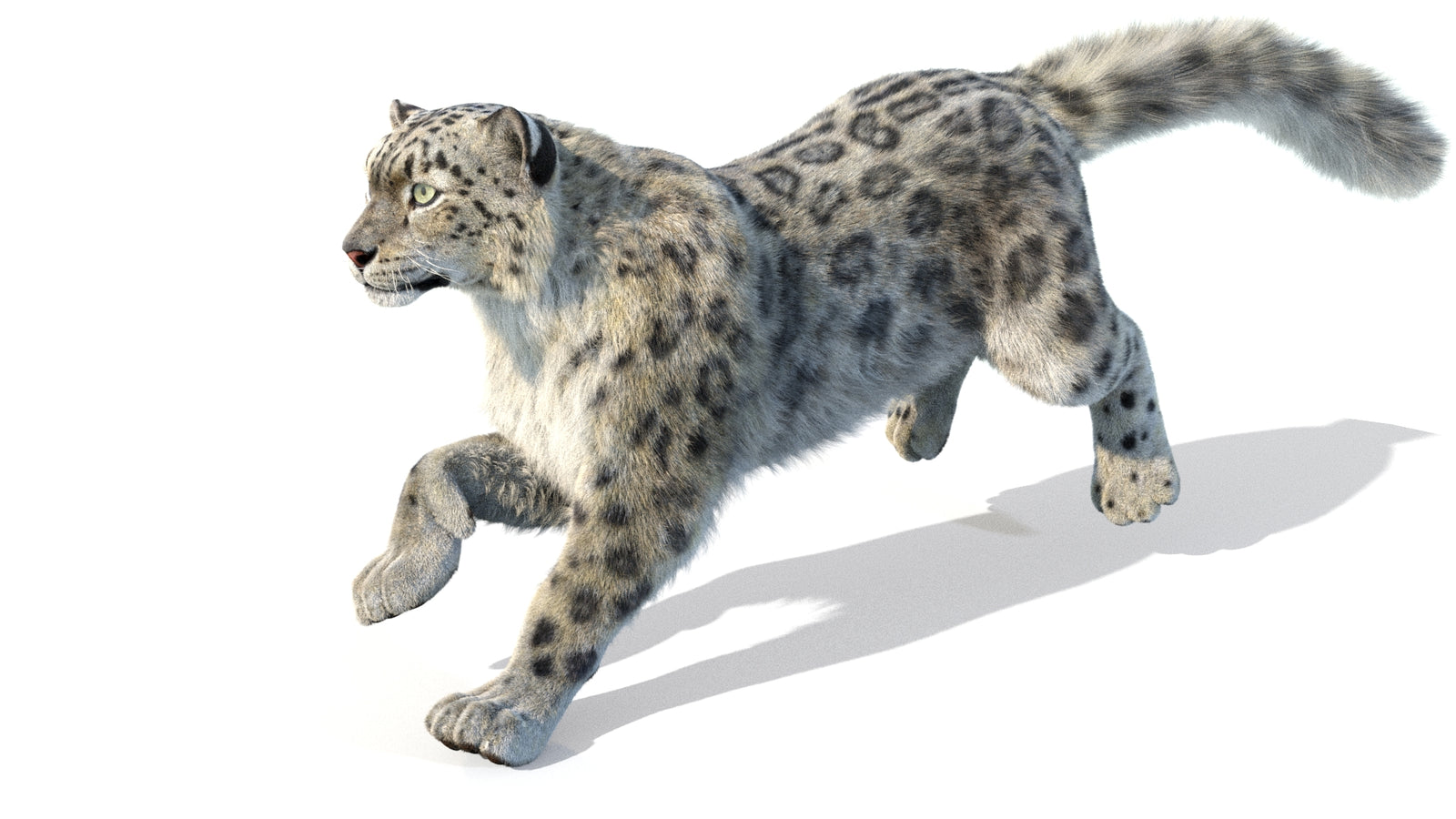 Animated Snow Leopard 3D Model Fur 360° view 5 frame 2