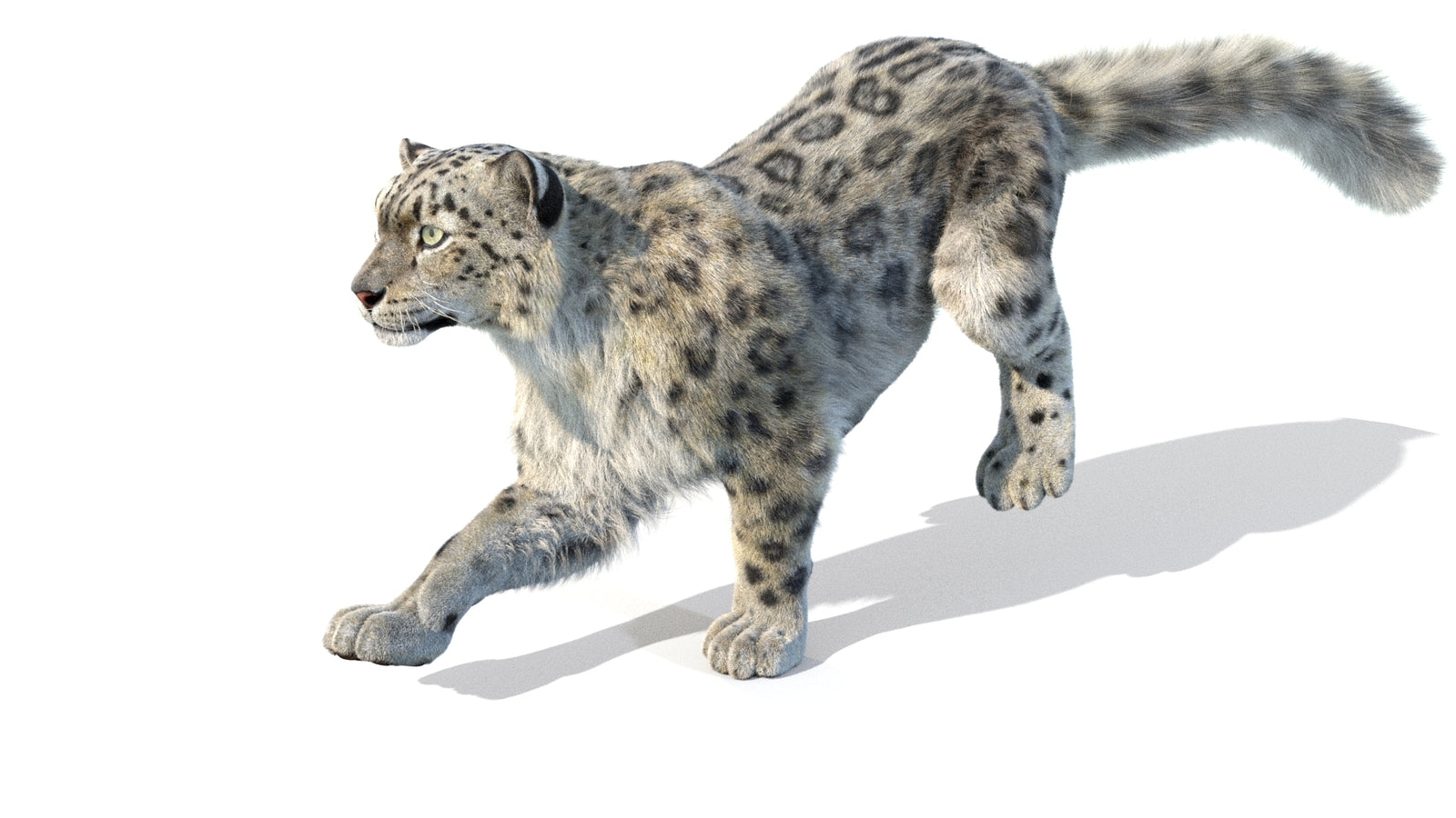 Animated Snow Leopard 3D Model Fur 360° view 5 frame 4