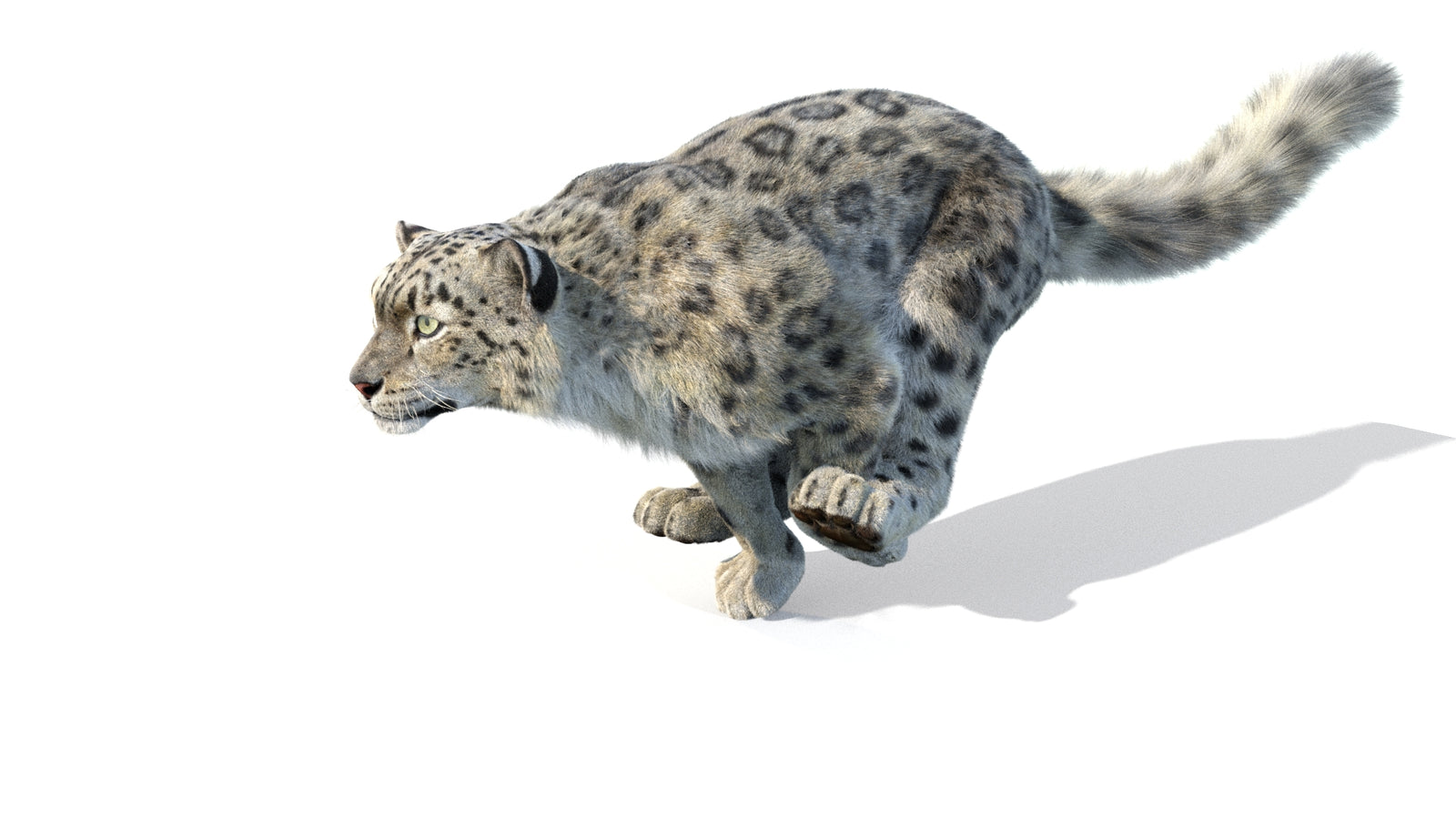 Animated Snow Leopard 3D Model Fur 360° view 5 frame 8