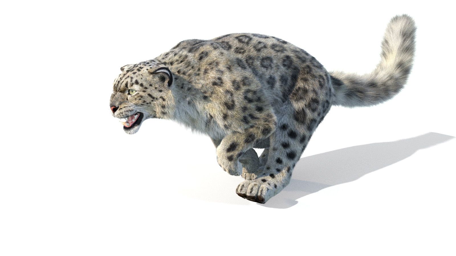 Animated Snow Leopard 3D Model Fur 360° view 5 frame 29