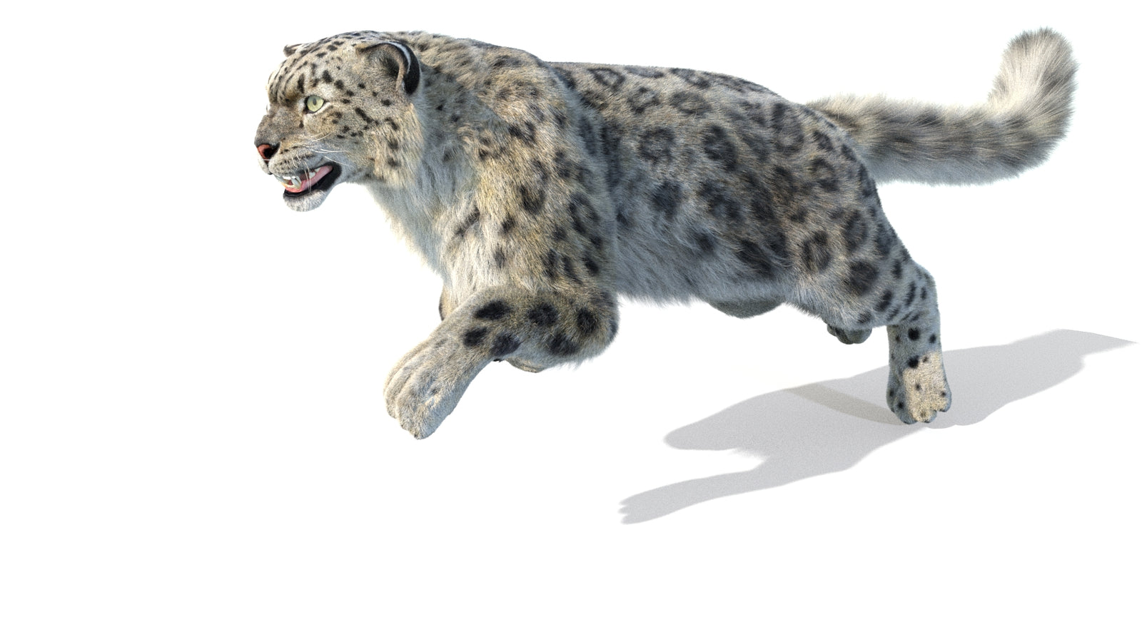 Animated Snow Leopard 3D Model Fur 360° view 5 frame 33