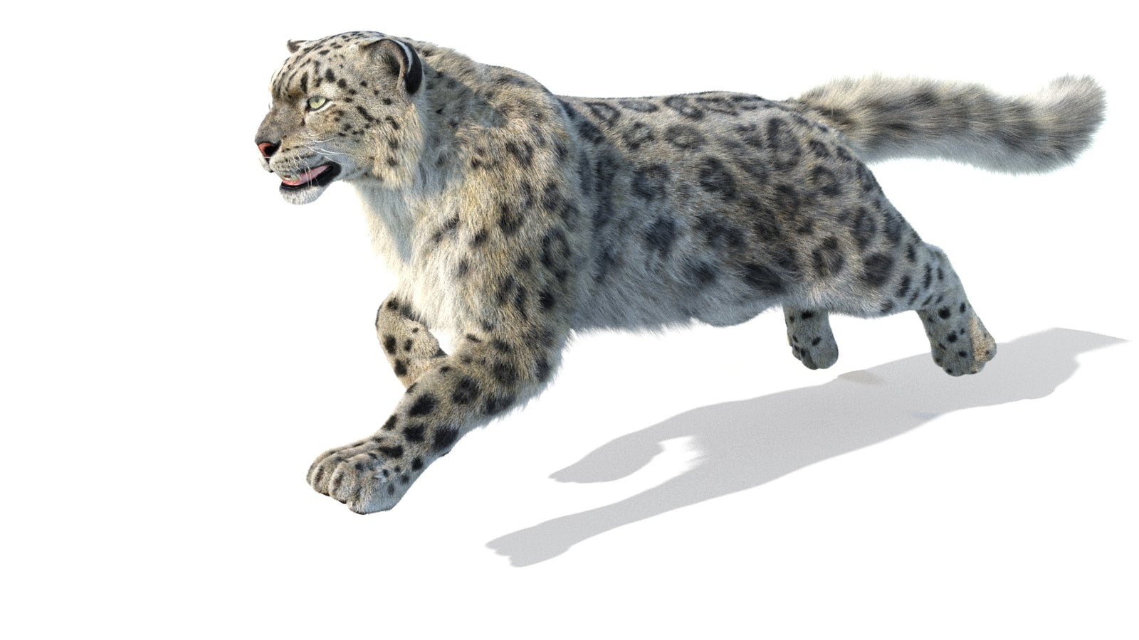 Animated Snow Leopard 3D Model Fur 360° view 5 frame 35