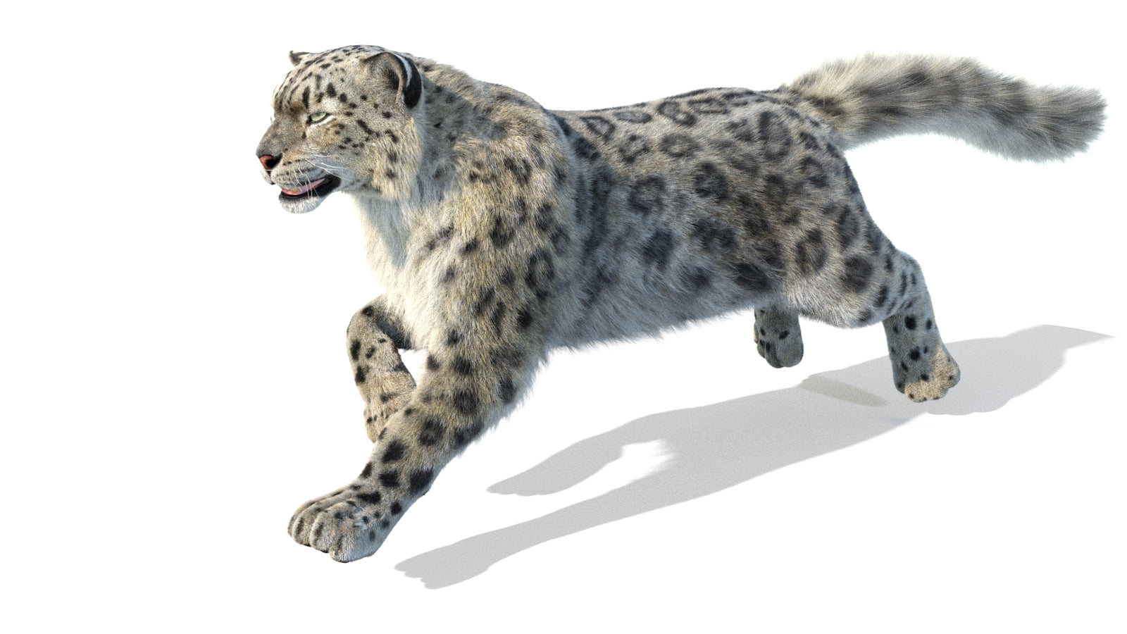 Animated Snow Leopard 3D Model Fur 360° view 5 frame 36