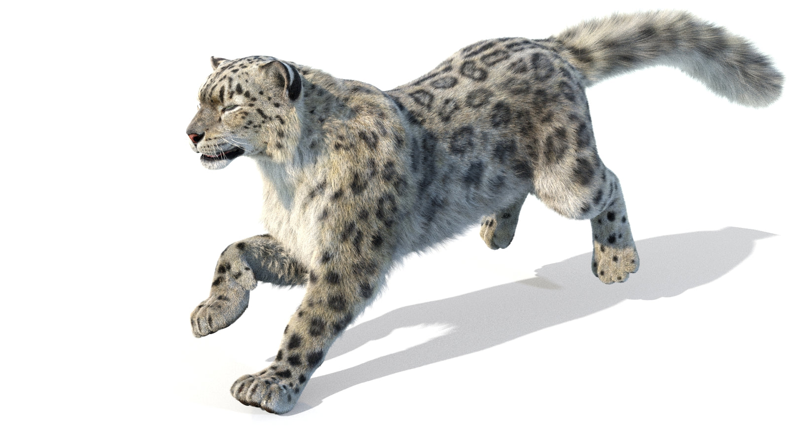 Animated Snow Leopard 3D Model Fur 360° view 5 frame 38