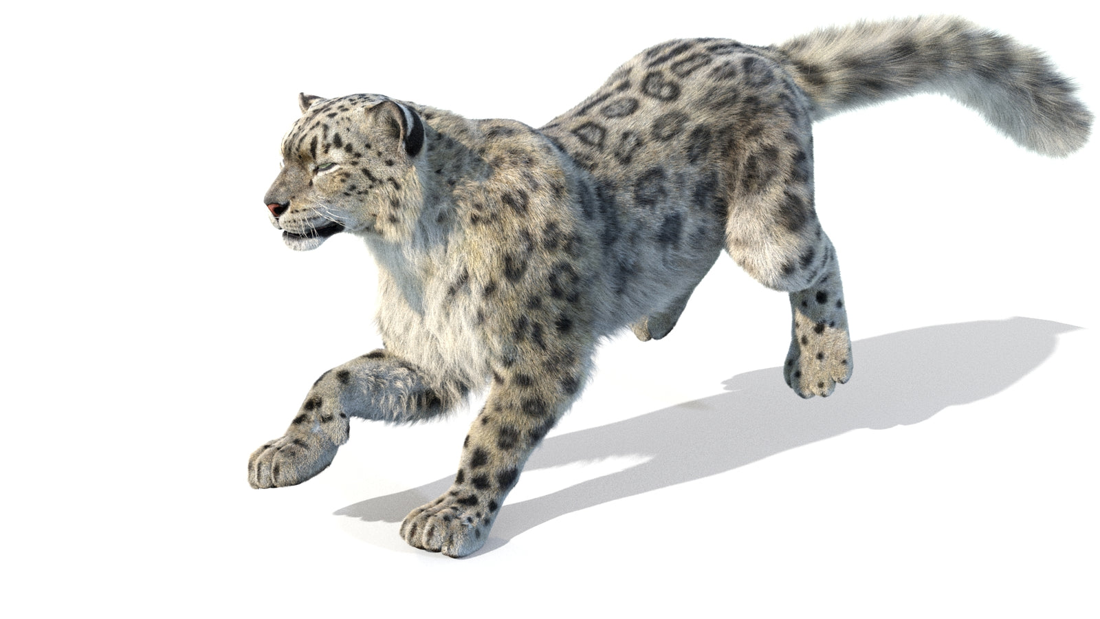 Animated Snow Leopard 3D Model Fur 360° view 5 frame 39
