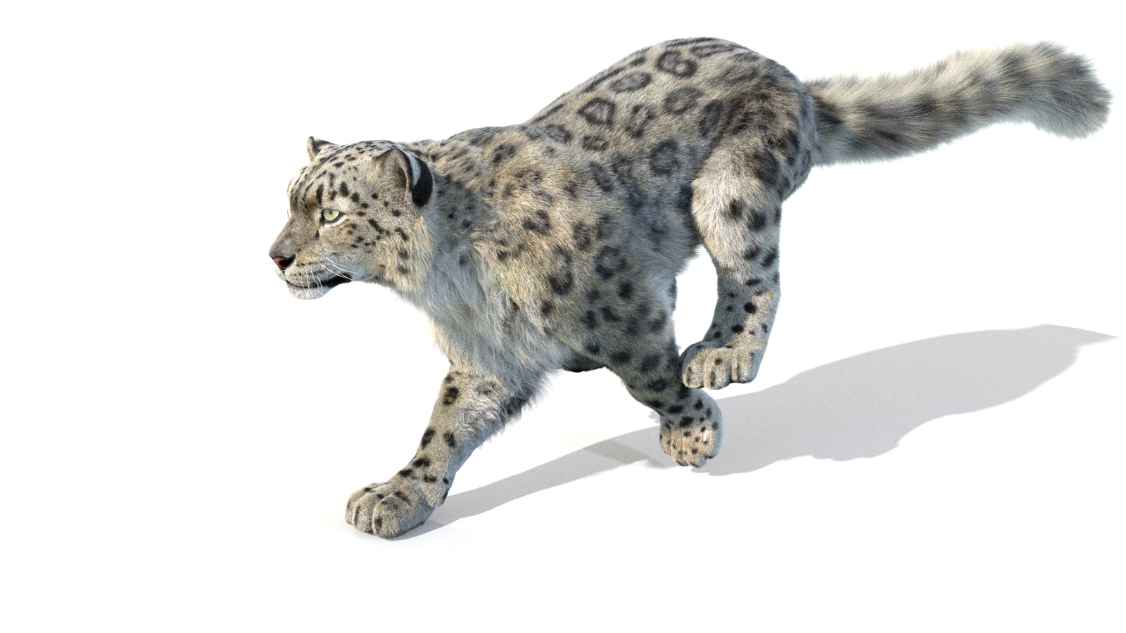 Animated Snow Leopard 3D Model Fur 360° view 5 frame 42