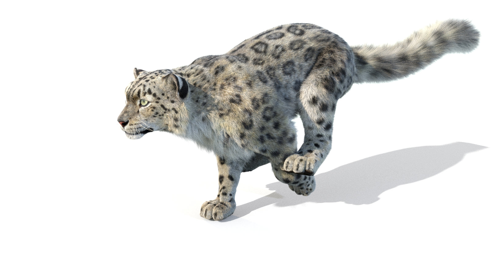 Animated Snow Leopard 3D Model Fur 360° view 5 frame 43