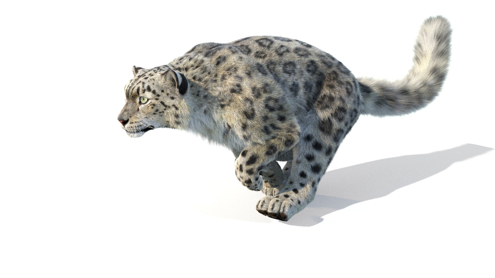 Animated Snow Leopard 3D Model Fur 360° view 5 frame 47