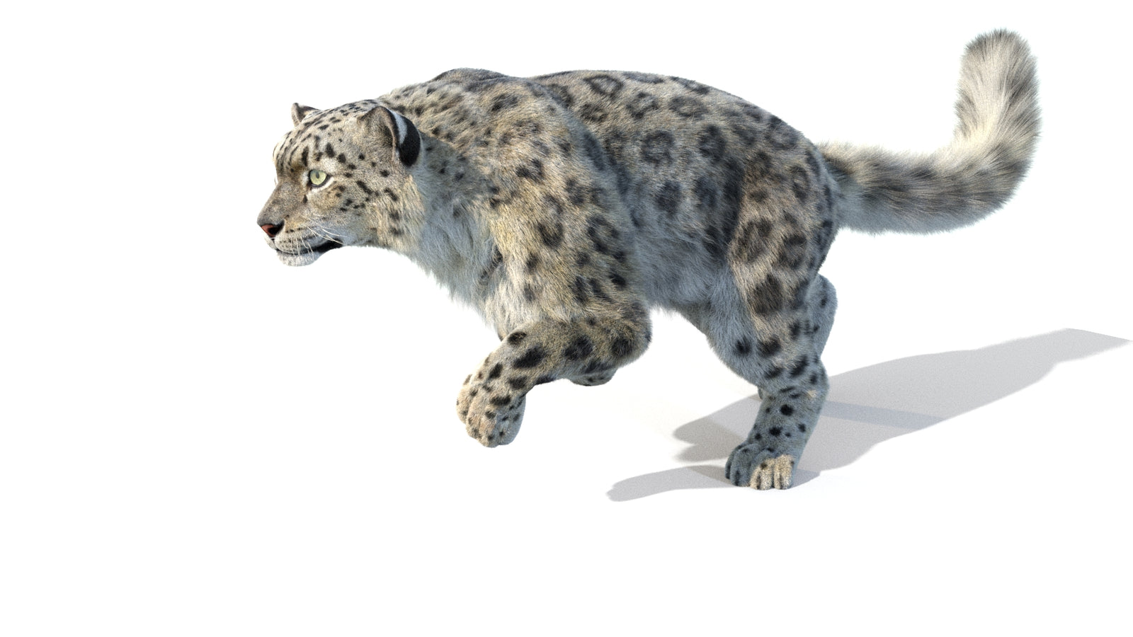 Animated Snow Leopard 3D Model Fur 360° view 5 frame 49