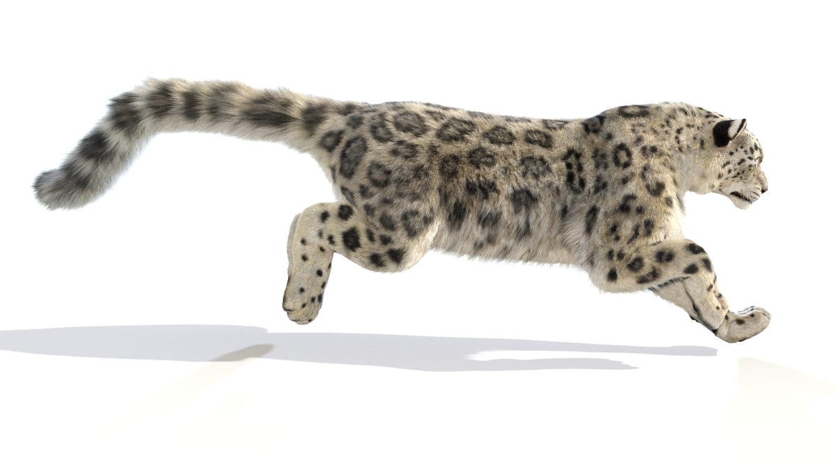 Animated Snow Leopard 3D Model - Hair and Fur - 360 Degree View