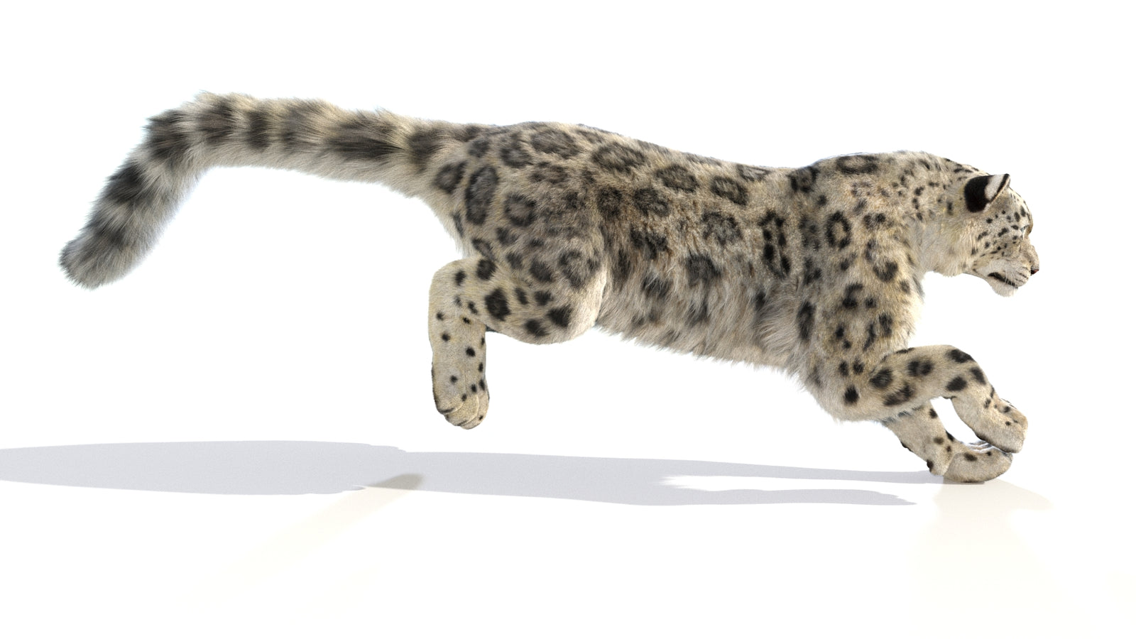 Animated Snow Leopard 3D Model Fur 360° view 6 frame 2