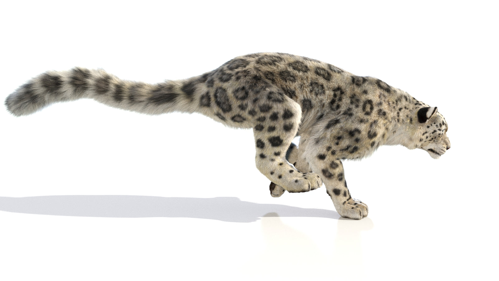 Animated Snow Leopard 3D Model Fur 360° view 6 frame 7