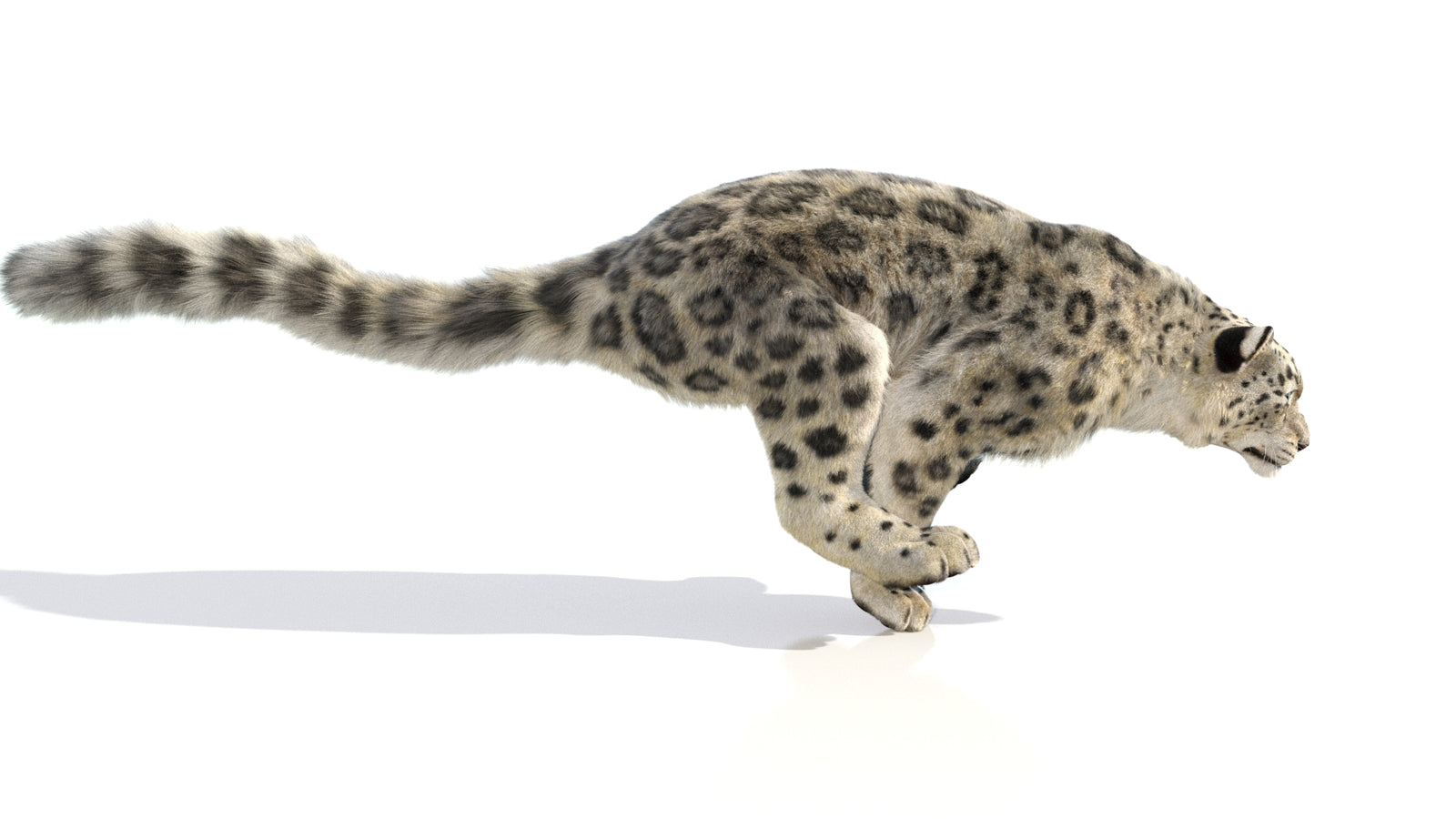 Animated Snow Leopard 3D Model Fur 360° view 6 frame 8