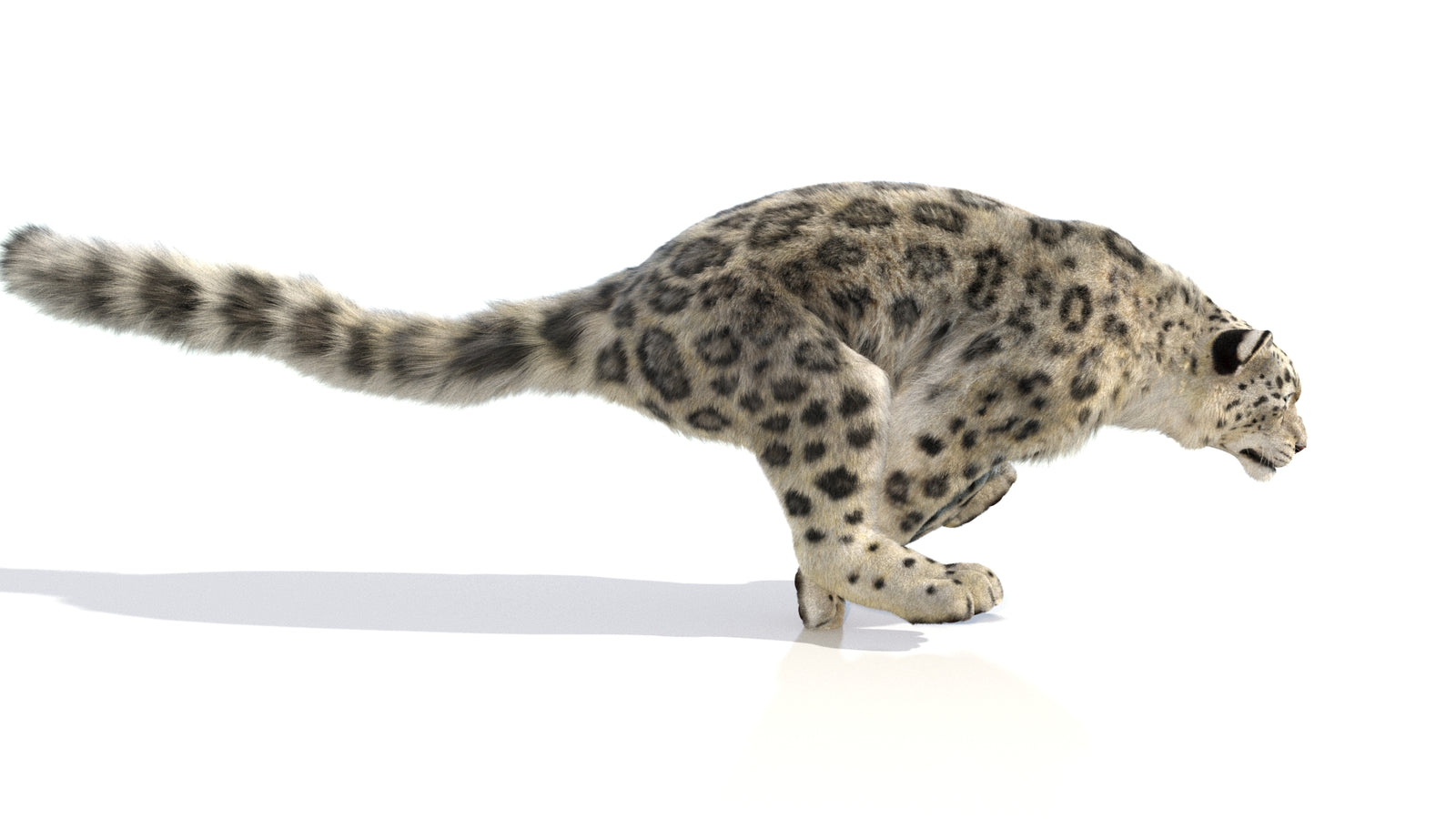 Animated Snow Leopard 3D Model Fur 360° view 6 frame 9