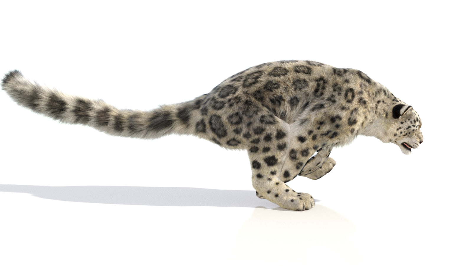 Animated Snow Leopard 3D Model Fur 360° view 6 frame 10